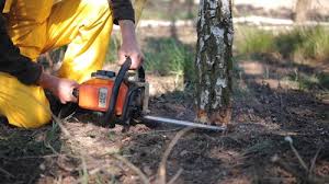 Best Utility Line Clearance  in Crowley Lake, CA