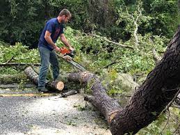 Best Firewood Processing and Delivery  in Crowley Lake, CA