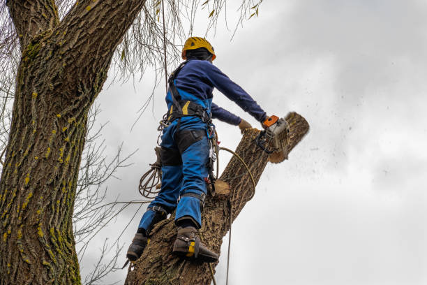 Best Lawn Pest Prevention  in Crowley Lake, CA